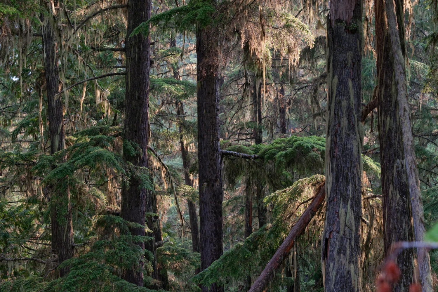 Darkwoods Forest Conservation